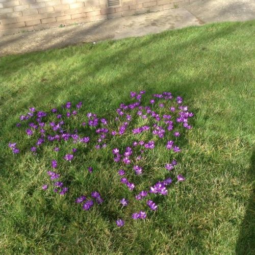 crocus crocus