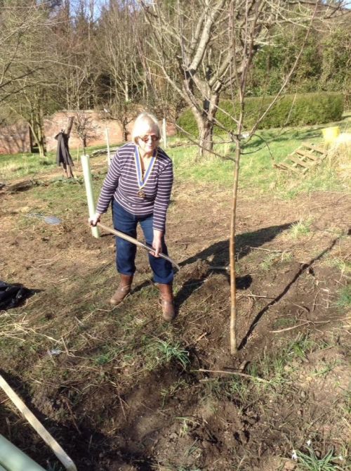 tree planting 4